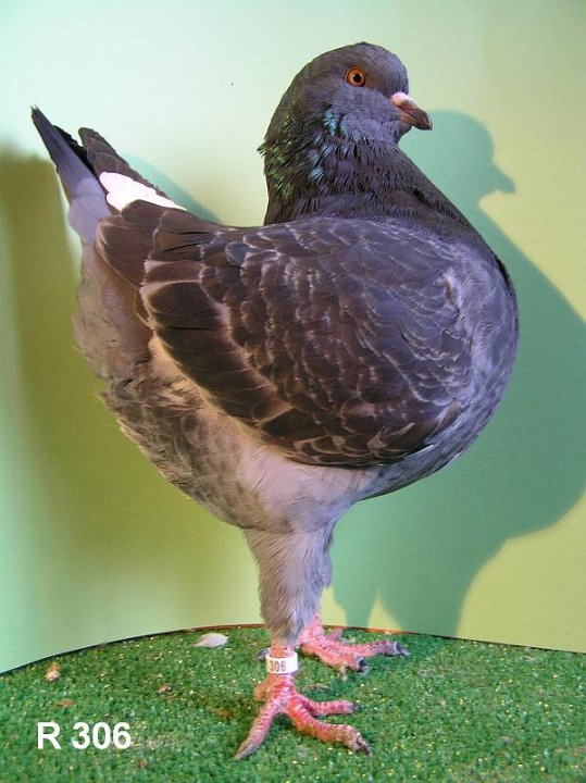R_306