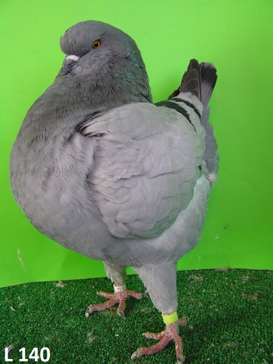 L_140