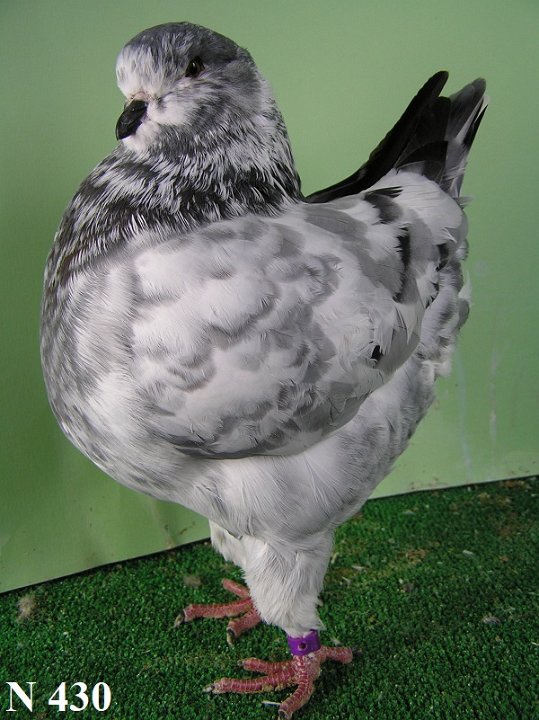 N_430_2