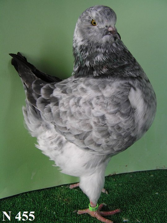 N_455