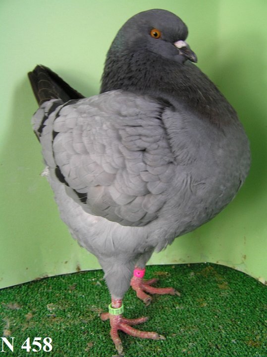 N_458