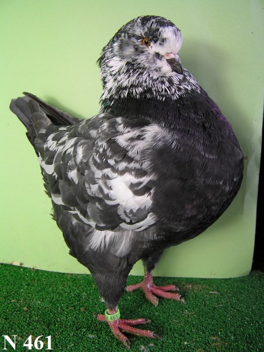 N_461