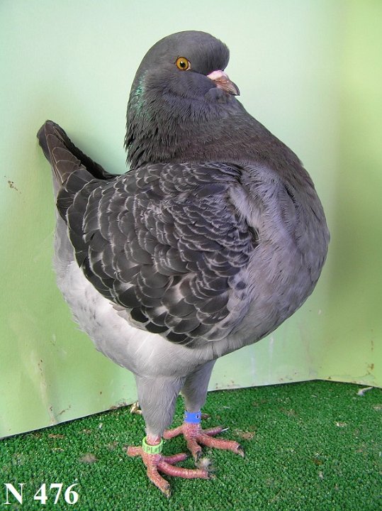 N_476