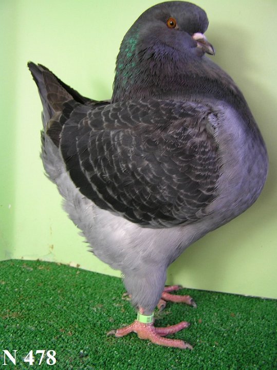 N_478