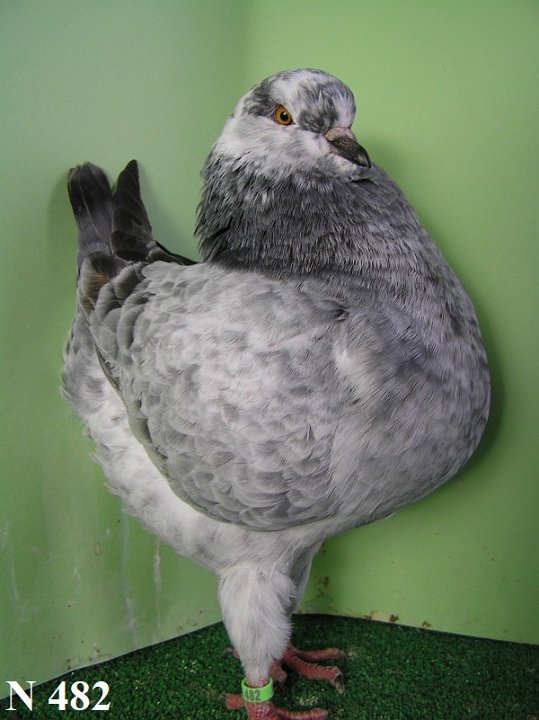 N_482_2
