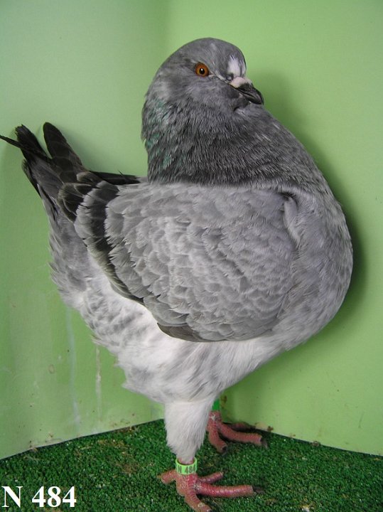 N_484_2