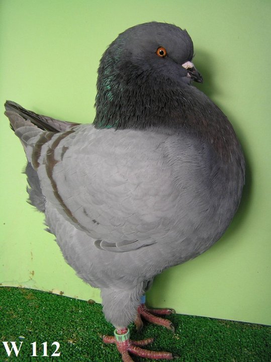 W_112