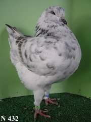 N_432