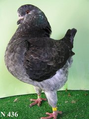 N_436