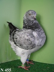 N_455_2