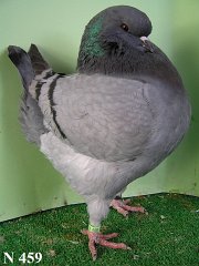 N_459