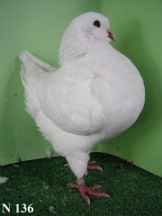 N_136